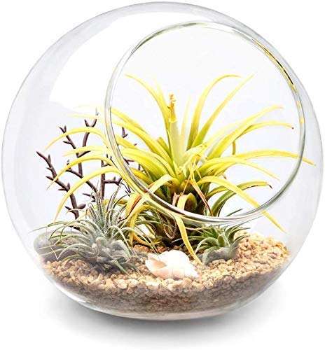 Terrarium Display Glass Tabletop Succulent Air Plant Planter Globe